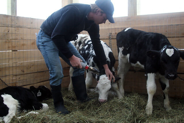 Farmer tending to cows